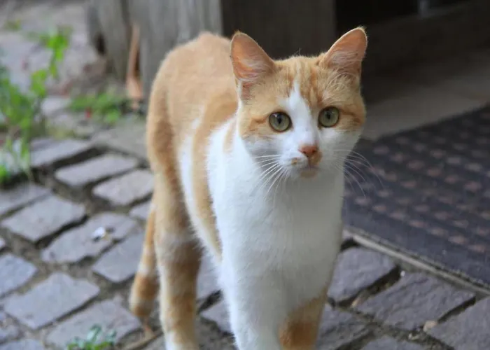 Im Sauerland Mit Terrasse Διαμέρισμα